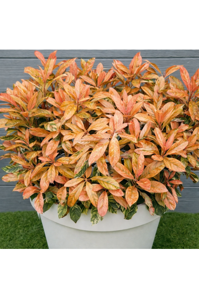 Photinia Пінк Кріспі в горщику 